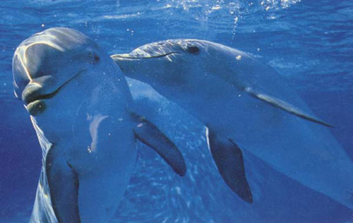 Picture 1 of The ocean is noisier because of air pollution
