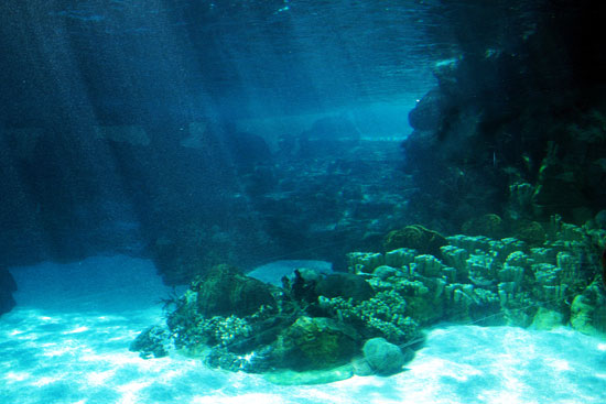 Picture 1 of The ocean used to have very little oxygen