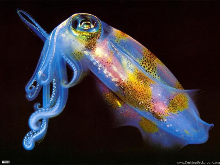 Picture 3 of The ocean will become a strange world every night
