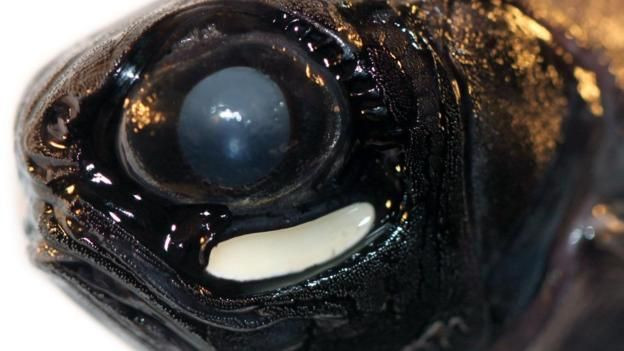Picture 4 of The ocean will become a strange world every night