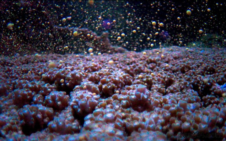 Picture 5 of The ocean will become a strange world every night