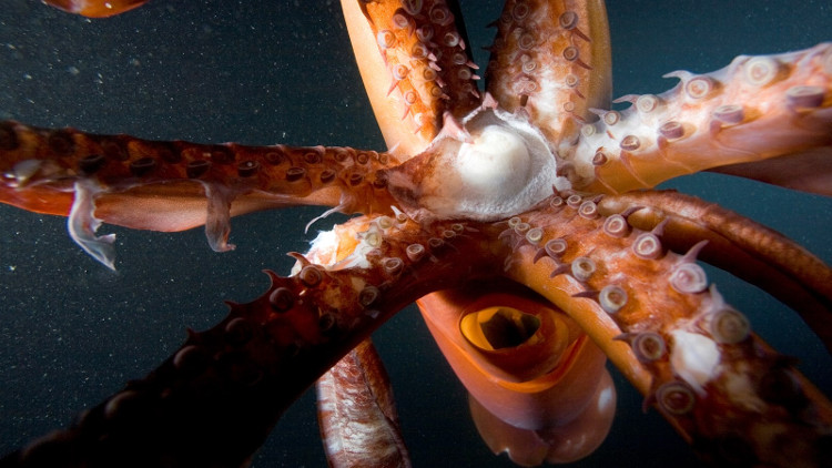 Picture 6 of The ocean will become a strange world every night
