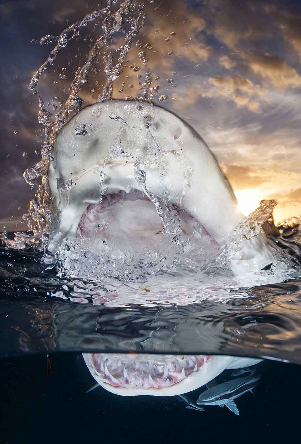 Picture 1 of The ocean world has never been so great