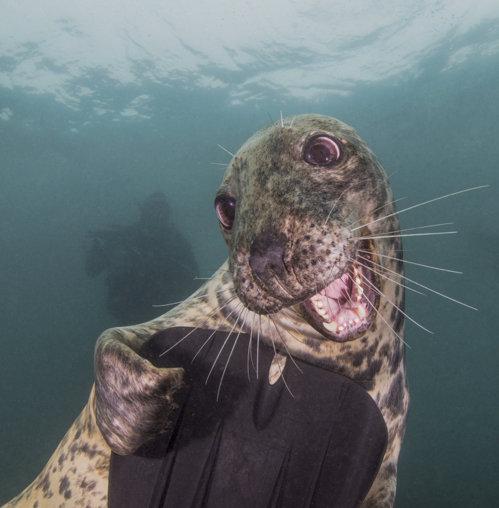 Picture 10 of The ocean world has never been so great