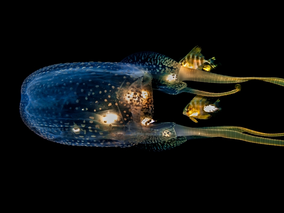 Picture 12 of The ocean world has never been so great