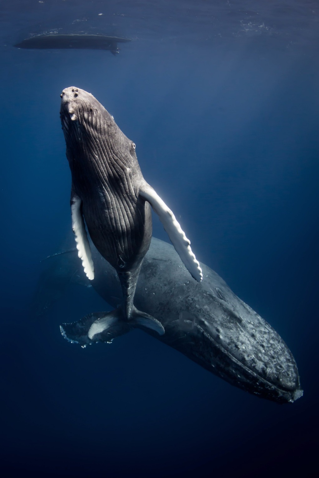 Picture 13 of The ocean world has never been so great