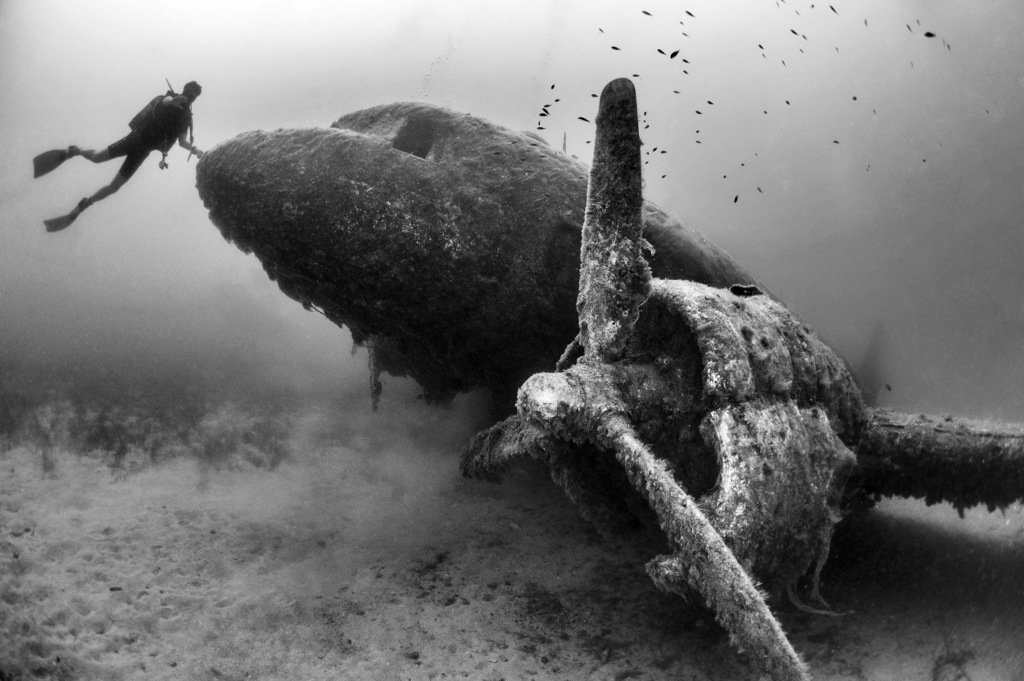 Picture 14 of The ocean world has never been so great
