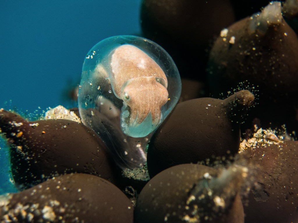 Picture 15 of The ocean world has never been so great