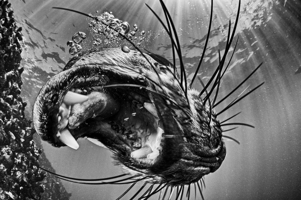 Picture 16 of The ocean world has never been so great