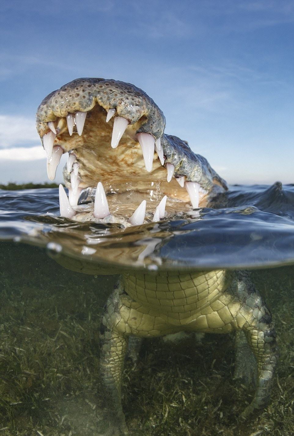 Picture 17 of The ocean world has never been so great