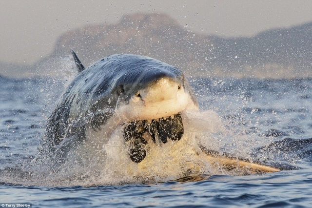 Picture 3 of The ocean world has never been so great