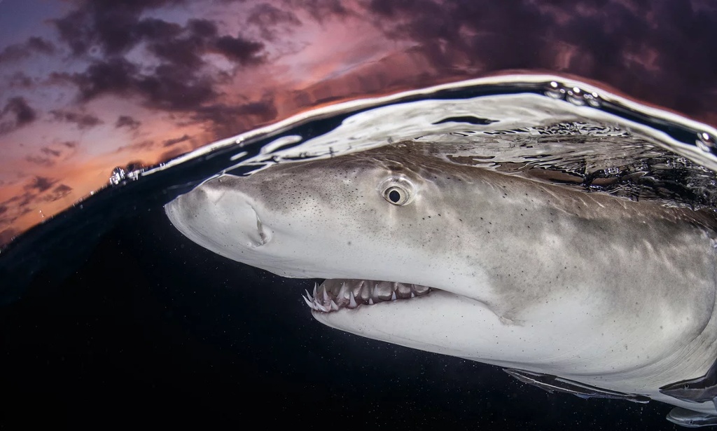 Picture 4 of The ocean world has never been so great