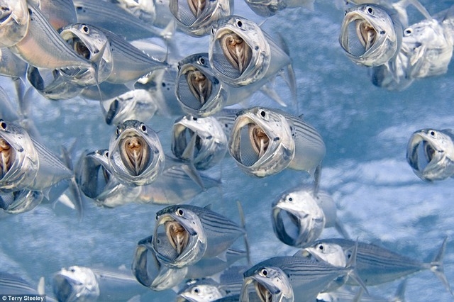Picture 6 of The ocean world has never been so great