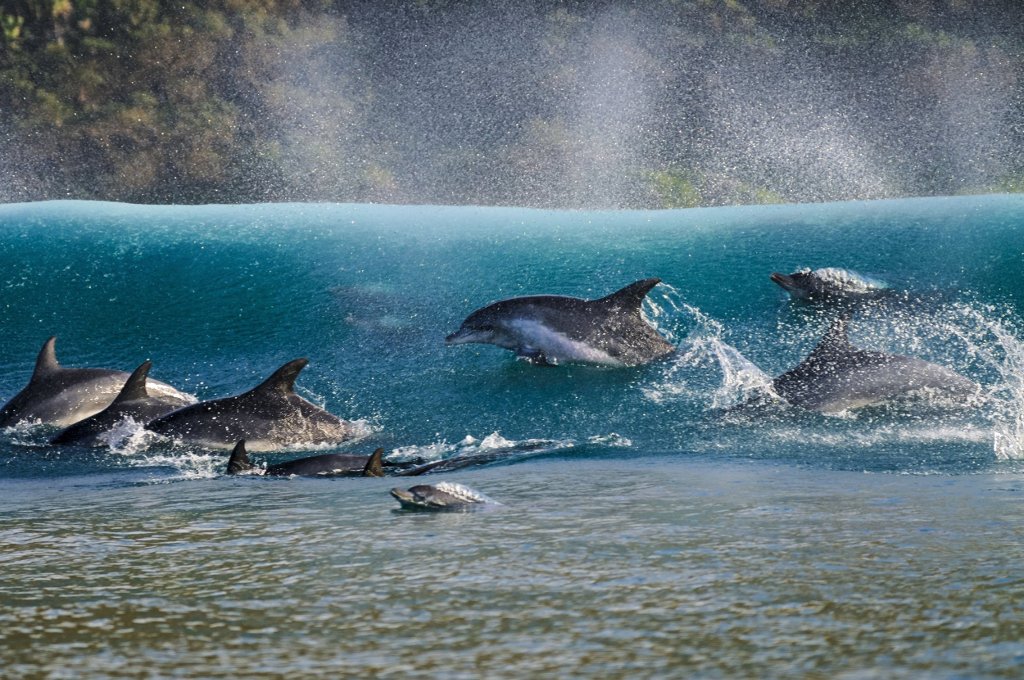 Picture 7 of The ocean world has never been so great