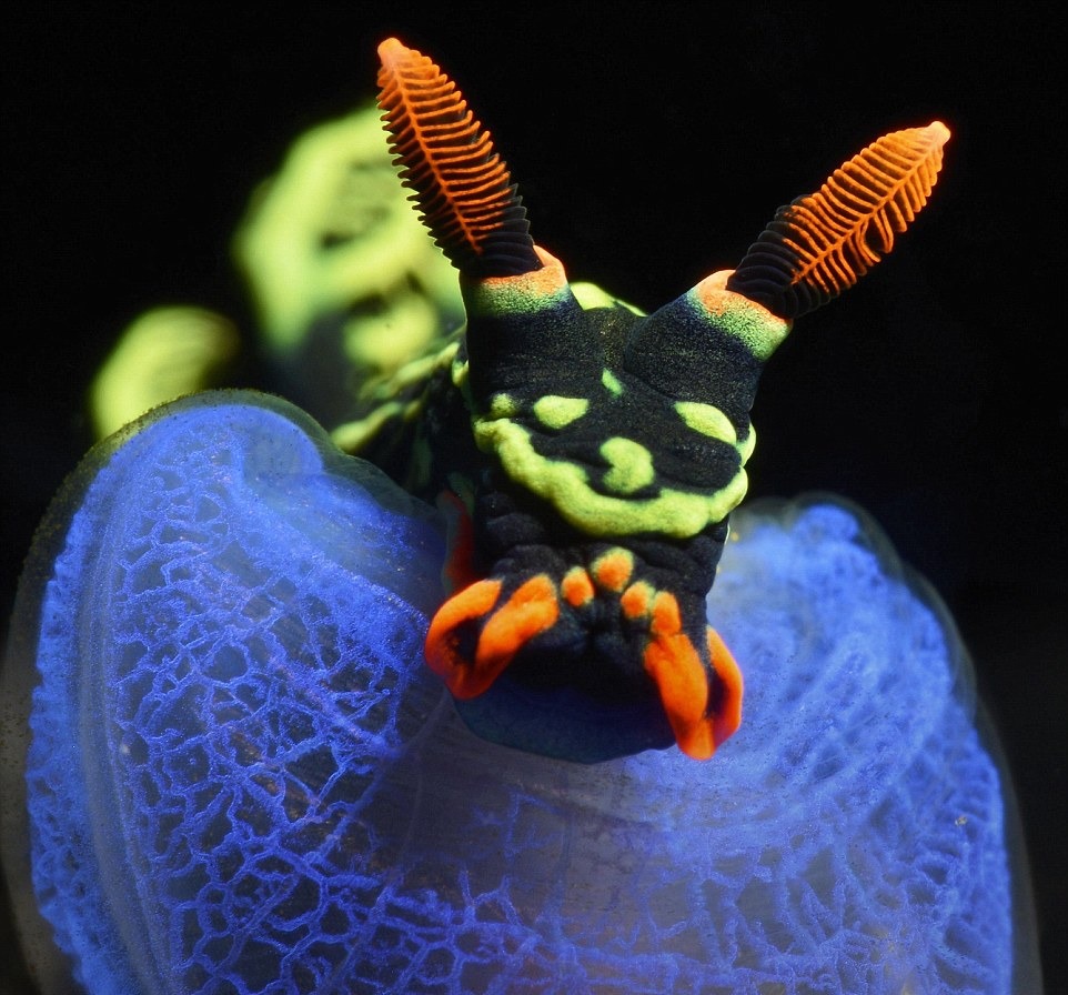 Picture 9 of The ocean world has never been so great