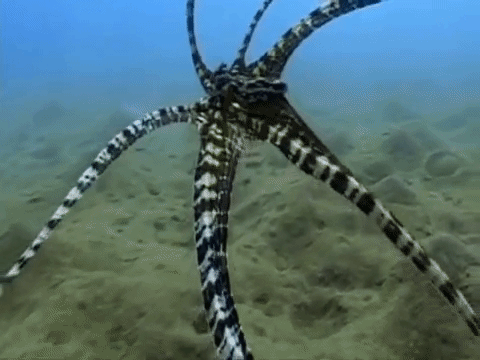 Picture 8 of The octopus 'true' extreme prototype in the blockbuster Finding Dory