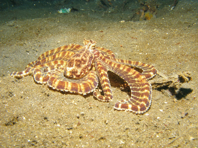 Picture 9 of The octopus 'true' extreme prototype in the blockbuster Finding Dory