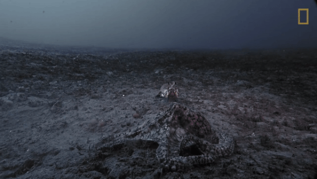 Picture 1 of The octopus with the shrimp has a quick punch like a bullet, who will win?