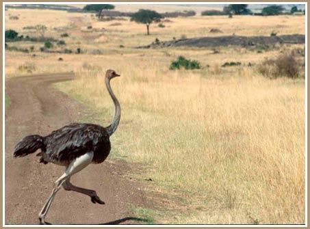 Picture 1 of The odd body helps ostriches run fast