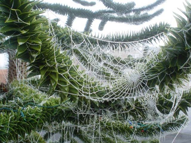 Picture 10 of The oddest Christmas conventions in the world