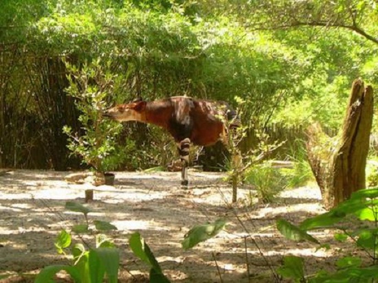 Picture 6 of The Okapi species is hidden