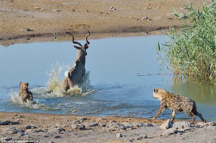 Picture 10 of The old antelope wisely escaped death before the hyenas