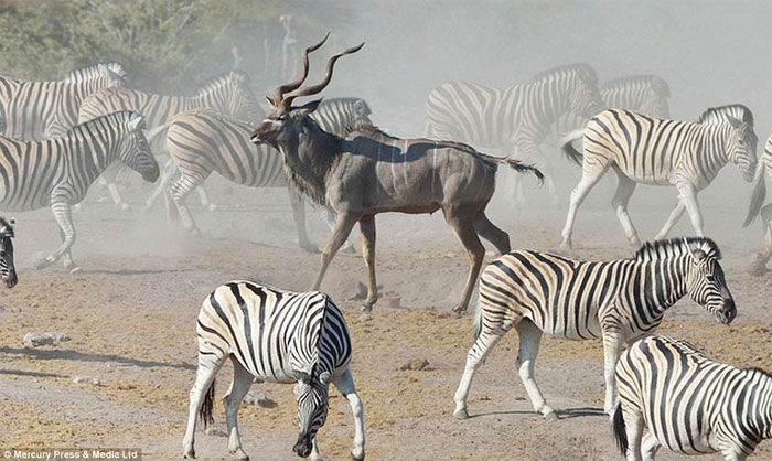 Picture 11 of The old antelope wisely escaped death before the hyenas