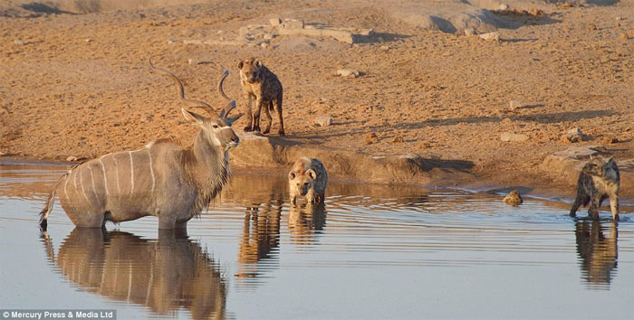 Picture 9 of The old antelope wisely escaped death before the hyenas
