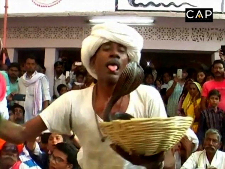 Picture 2 of The old man gave the tongue a bite of a snake just to give it