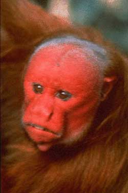 Picture 1 of The old man has a red face