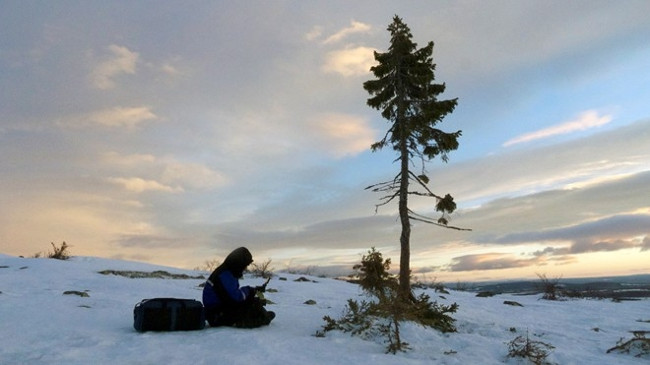Picture 4 of The oldest 9550-year-old tree from the Ice Age