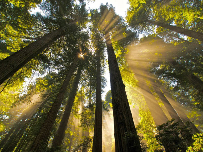 The oldest ancient redwoods in the world