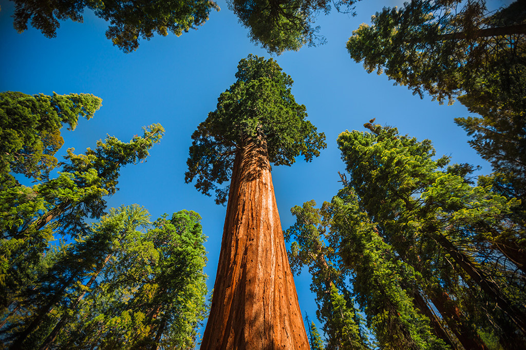 Picture 8 of The oldest ancient redwoods in the world