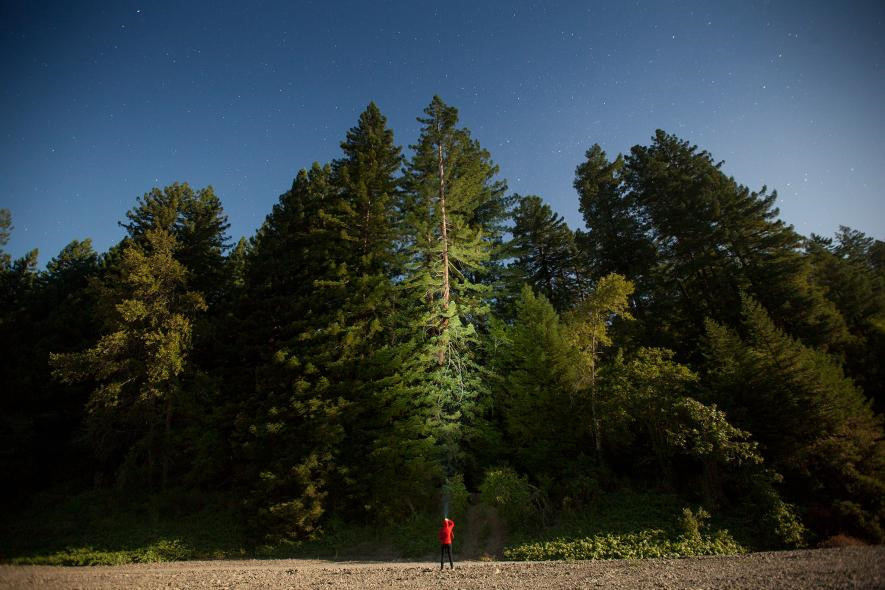 Picture 9 of The oldest ancient redwoods in the world