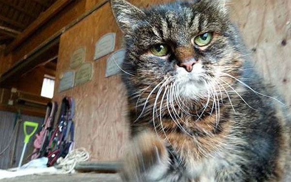 Picture 1 of The oldest cat in the world is about to turn 30