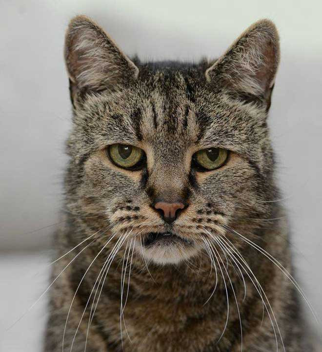 Picture 2 of The oldest cat in the world is equivalent to the 141-year-old