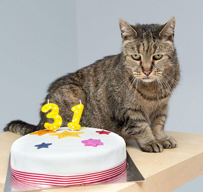 Picture 4 of The oldest cat in the world is equivalent to the 141-year-old