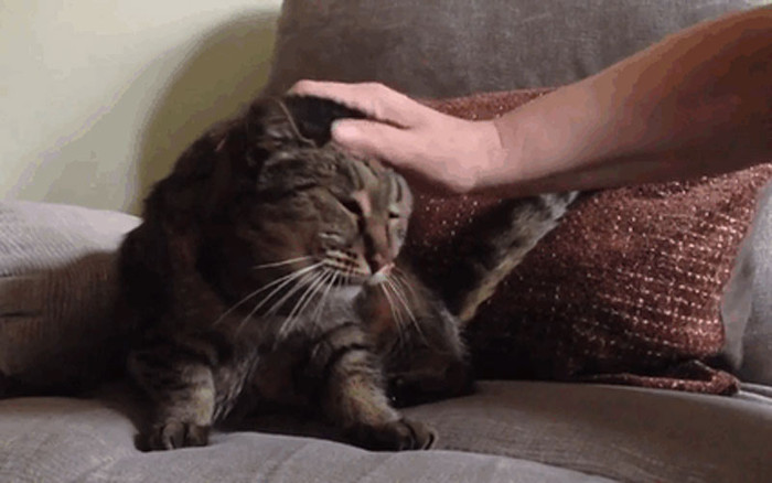 Picture 7 of The oldest cat in the world is equivalent to the 141-year-old