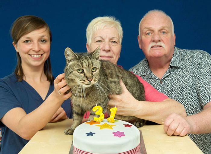 Picture 9 of The oldest cat in the world is equivalent to the 141-year-old