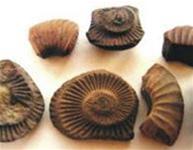 Picture 1 of The oldest collection of paleontology in Vietnam