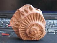 Picture 3 of The oldest collection of paleontology in Vietnam