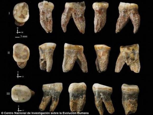 Picture 2 of The oldest fossils of mankind