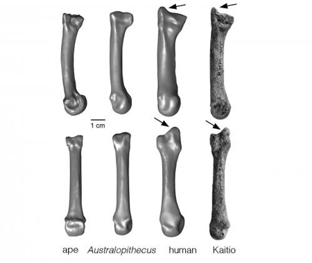 Picture 3 of The oldest fossils of mankind