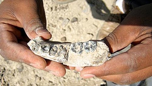 Picture 4 of The oldest fossils of mankind