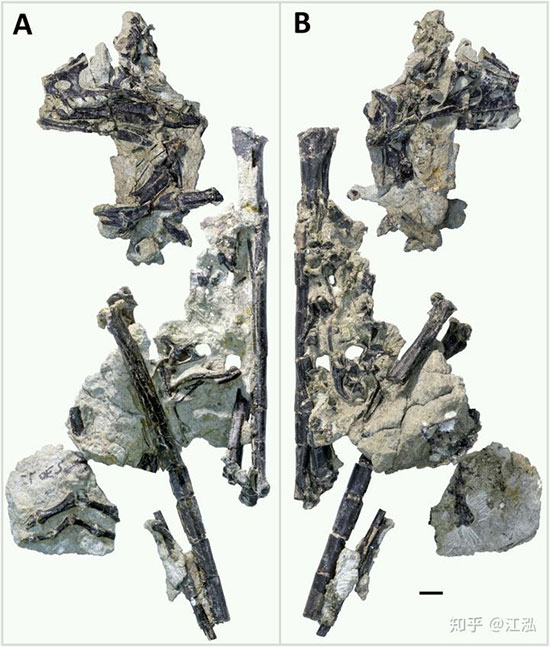 Picture 3 of The oldest hairy dinosaur found in North America, lived 150 million years ago