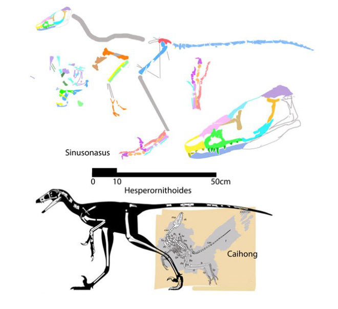 Picture 4 of The oldest hairy dinosaur found in North America, lived 150 million years ago