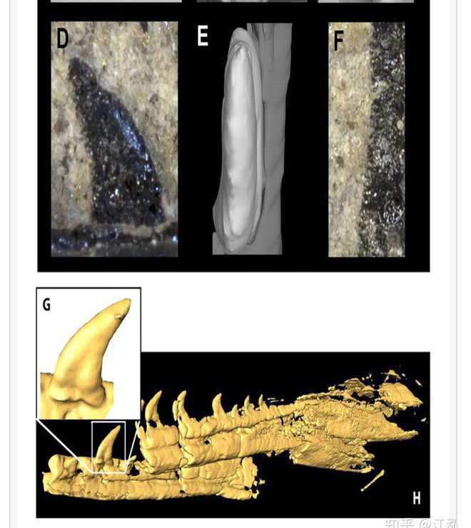 Picture 5 of The oldest hairy dinosaur found in North America, lived 150 million years ago