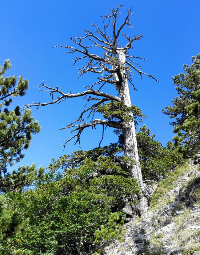 Picture 1 of The oldest old pine in Europe