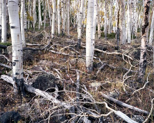 Picture 10 of The oldest plants on earth exist today