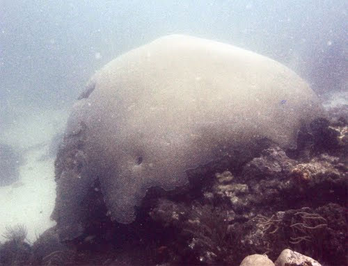 Picture 12 of The oldest plants on earth exist today